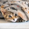 SEGXCFL Cat Blanket Flannel Throw Lightweight All Seasons-7