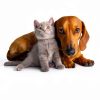 PETHUR Pet Blanket Fleece Waterproof for Cats Dogs-4